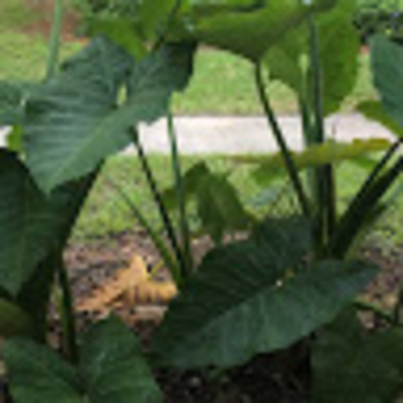 Meet your Posher, Robert - Picture 1 of 1